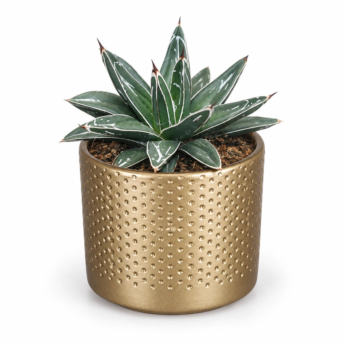 Agave victoriae-reginae 8.5cm + Era gold relief 8.5cm (1096073)