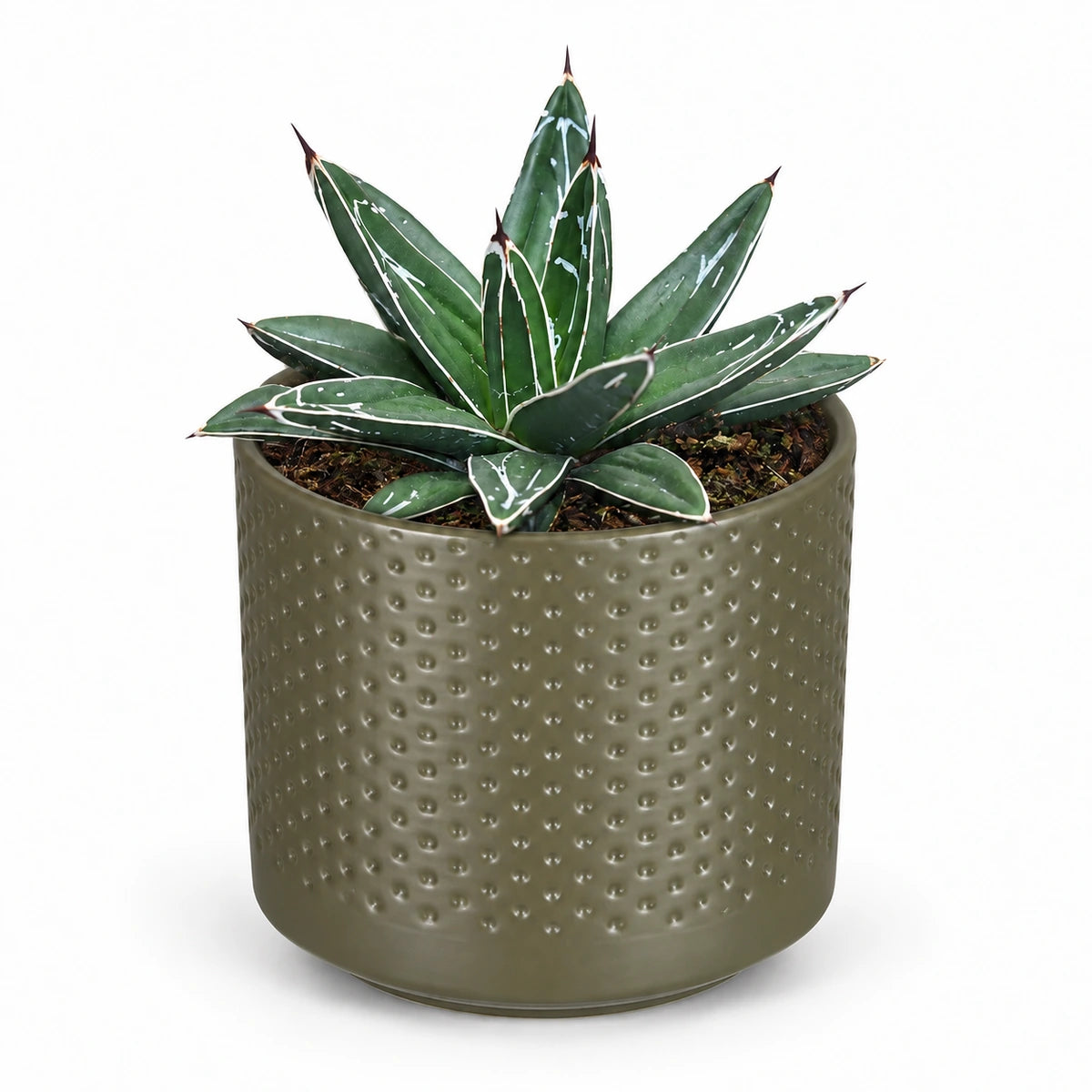 Agave victoriae-reginae 8.5cm + Era green relief 8.5cm (1096064)