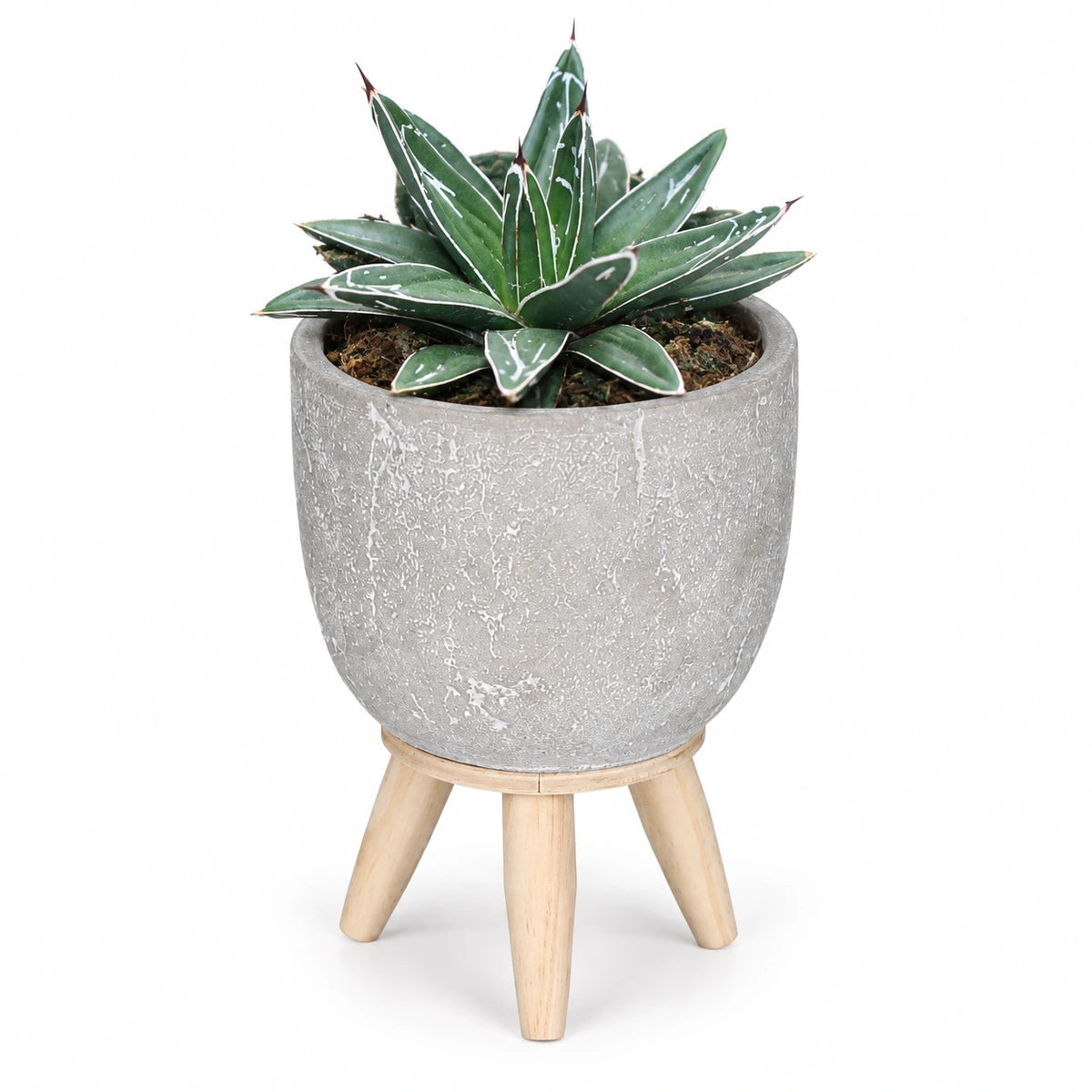 Agave victoriae-reginae 8.5cm + Jimmy on stand l.grey 10.5cm (1095042)