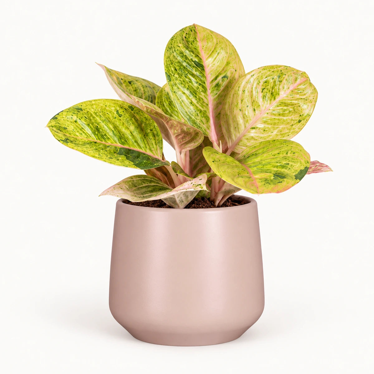 Aglaonema 'Apple Fantasy' 12cm + Amber l. pink matt 14.5cm (1094378)