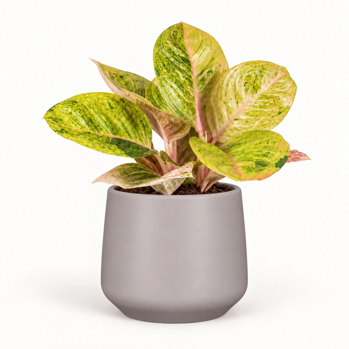 Aglaonema 'Apple Fantasy' 12cm + Amber taupe matt 13cm (1097322)
