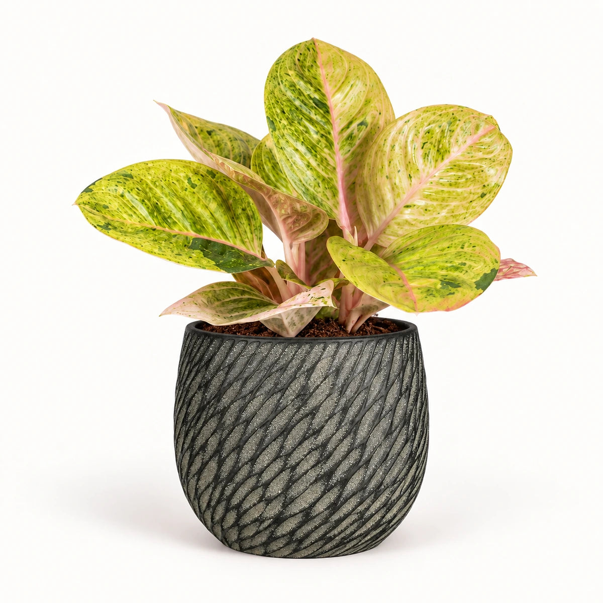 Aglaonema 'Apple Fantasy' 12cm + Elio anthracite 12.5cm (1163962)