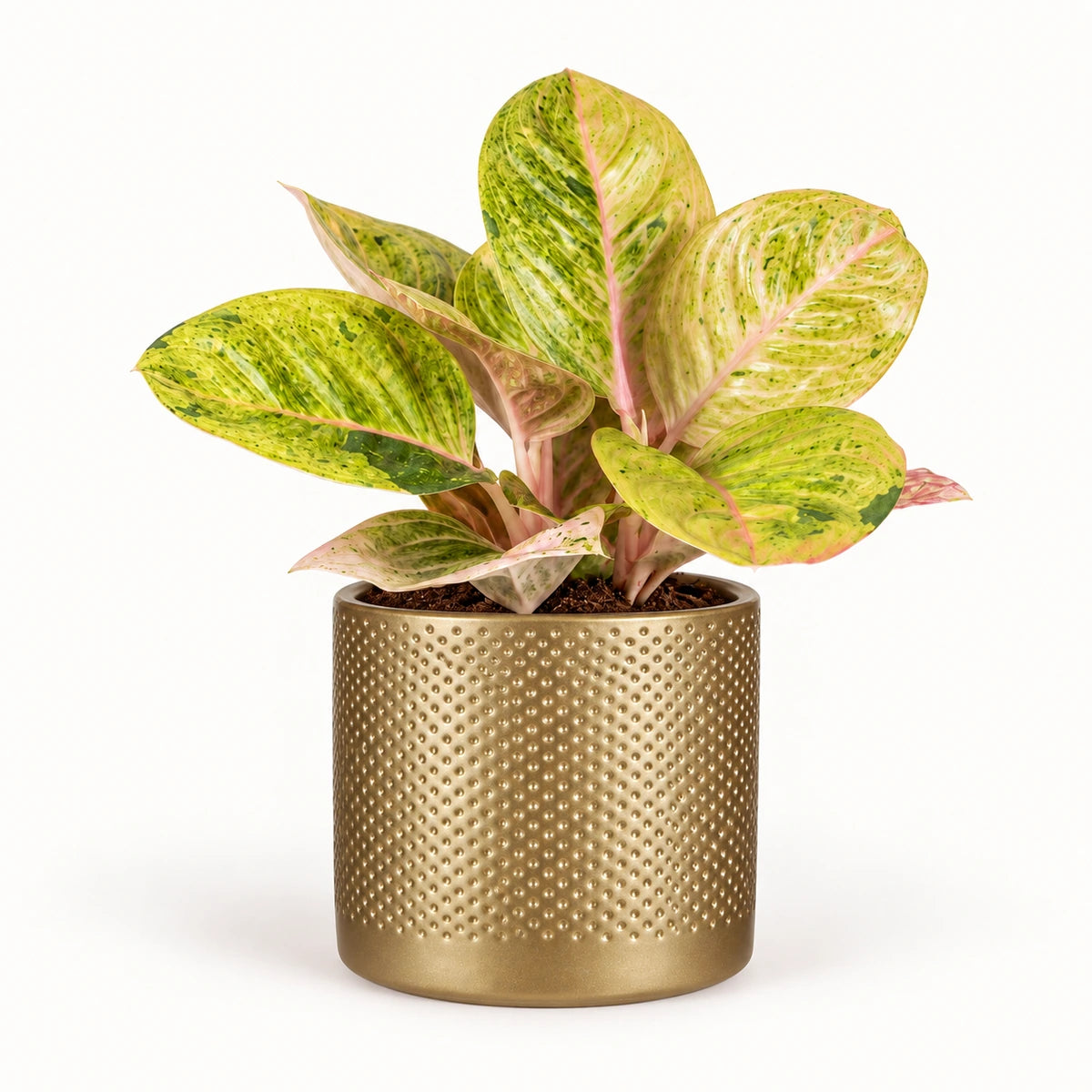 Aglaonema 'Apple Fantasy' 12cm + Era gold relief 14cm (1059868)