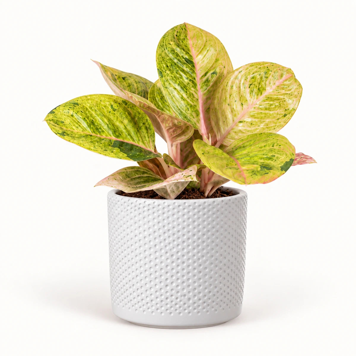 Aglaonema 'Apple Fantasy' 12cm + Era white relief 14cm (1051623)