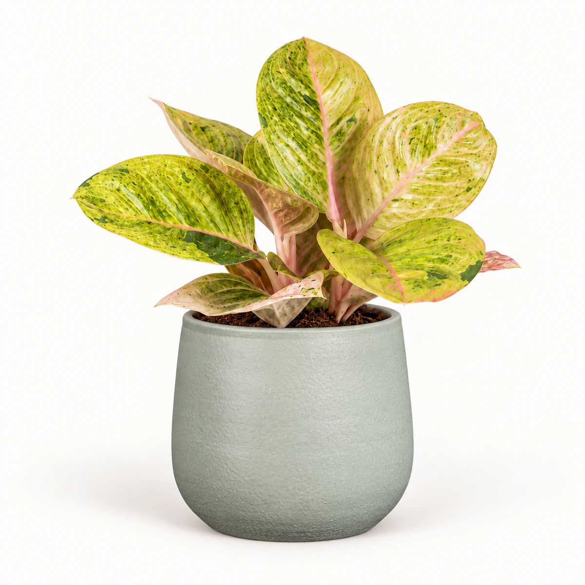 Aglaonema 'Apple Fantasy' 12cm + Sevilla grey 12.5cm (1175801)