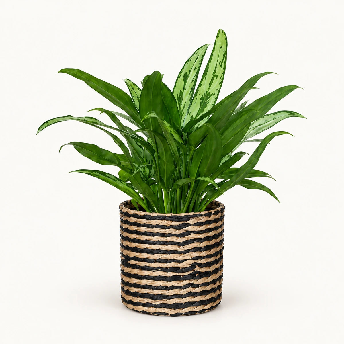 Aglaonema 'Cutlass' 12cm + Alexis black 13cm (1102736) — 4