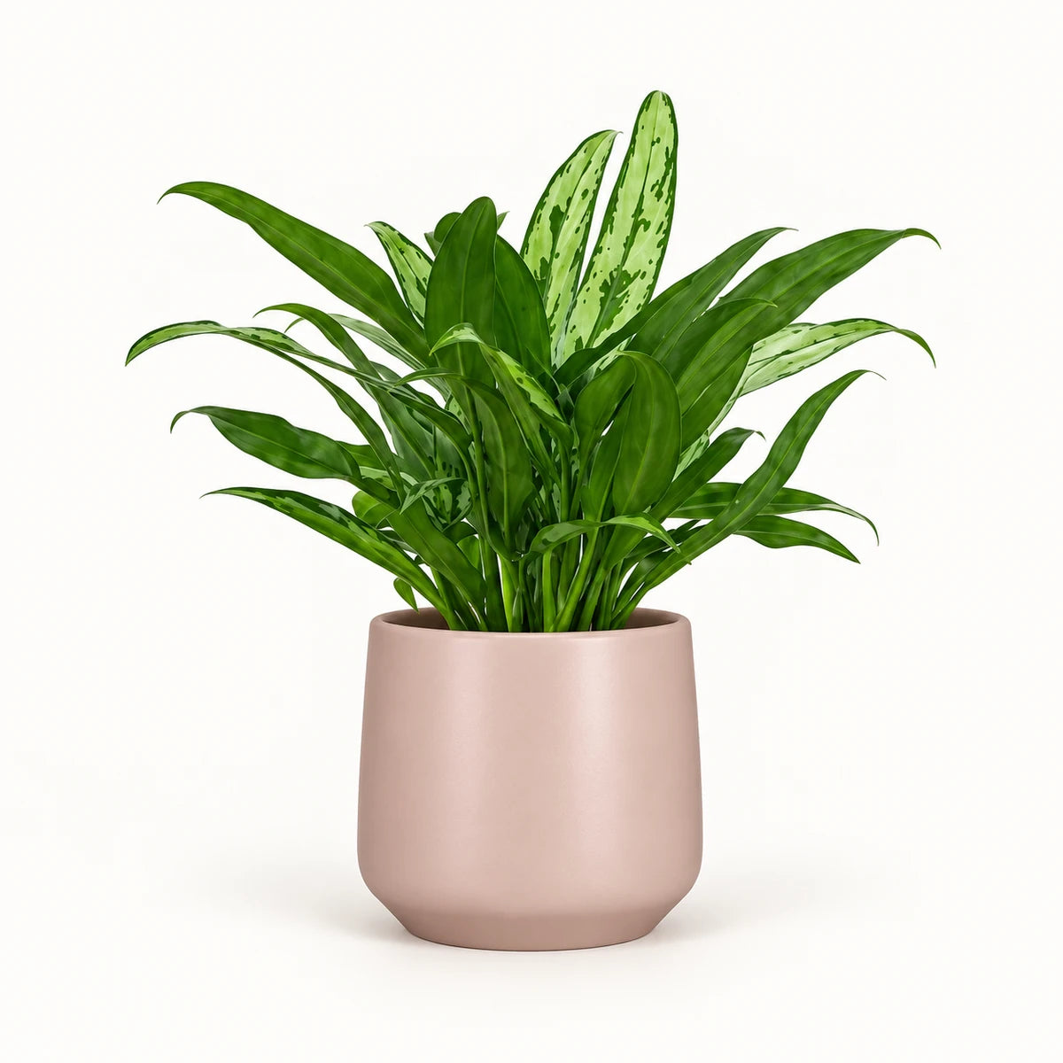 Aglaonema 'Cutlass' 12cm + Amber l. pink matt 13cm (1097325)