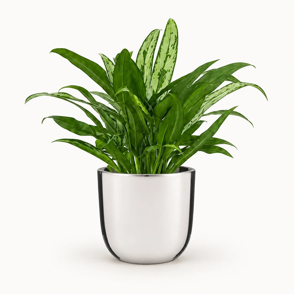 Aglaonema 'Cutlass' 12cm + Chaz silver 13.5cm (116701)