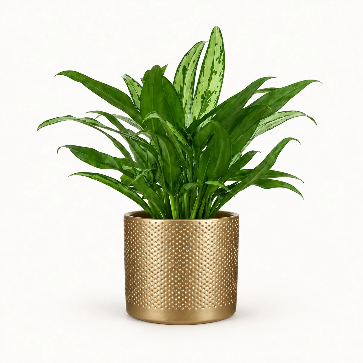 Aglaonema 'Cutlass' 12cm + Era gold relief 14cm (1059868)