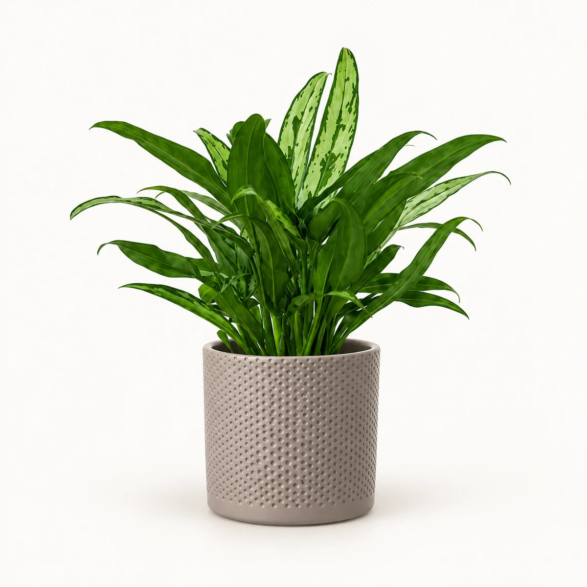 Aglaonema 'Cutlass' 12cm + Era taupe relief 12cm (1051627)