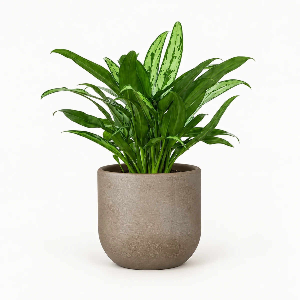 Aglaonema 'Cutlass' 12cm + Nora taupe 14cm (1074613)