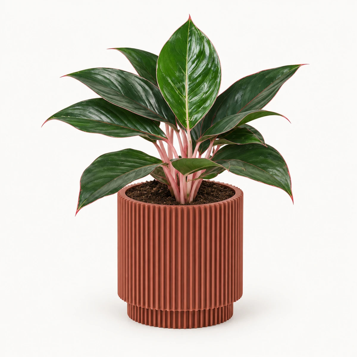 Aglaonema 'Misterio' 13cm + Capi Vase cylinder groove merlot-red 15cm (BGVMR313)