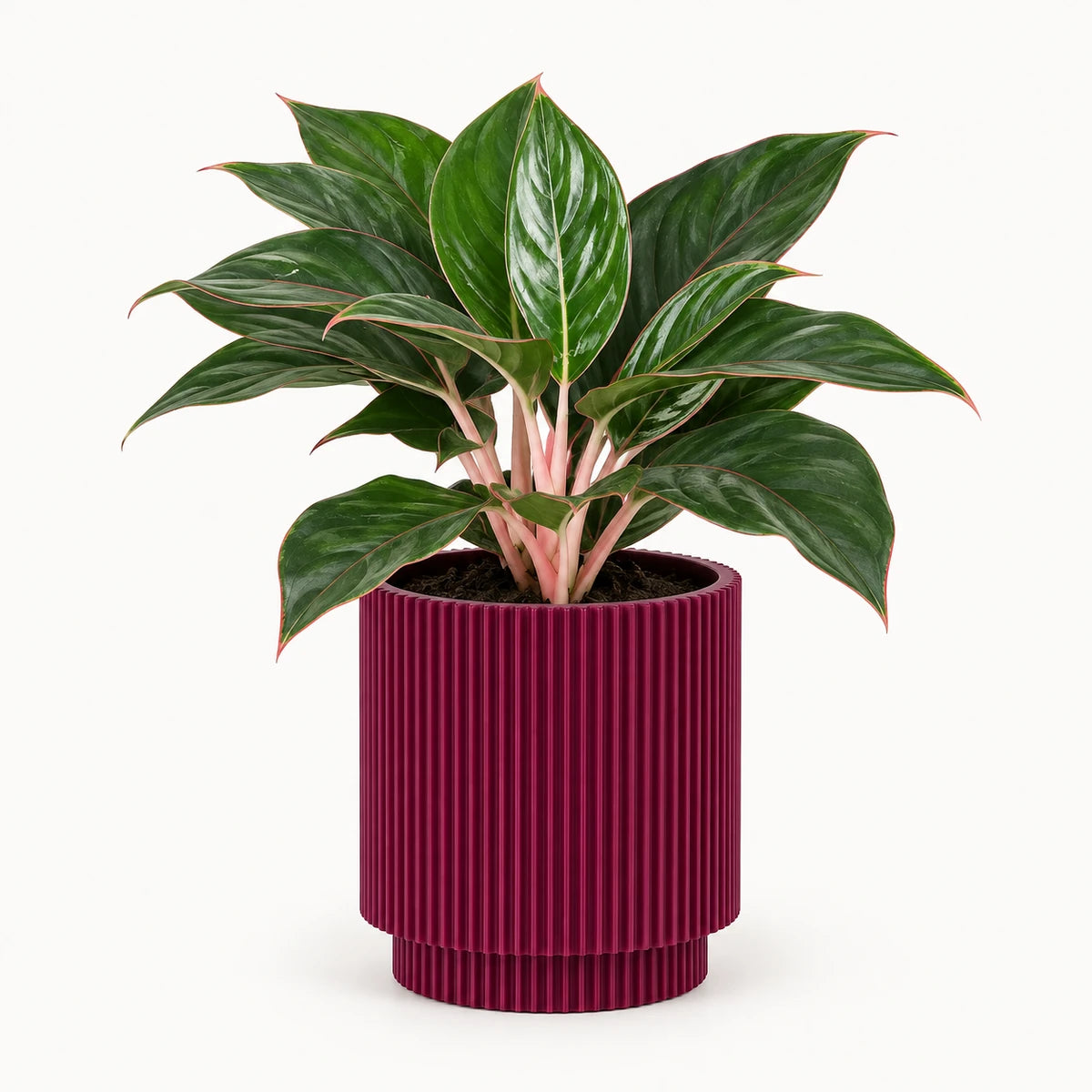 Aglaonema 'Misterio' 13cm + Capi Vase cylinder groove purple 15cm (BGVP313)