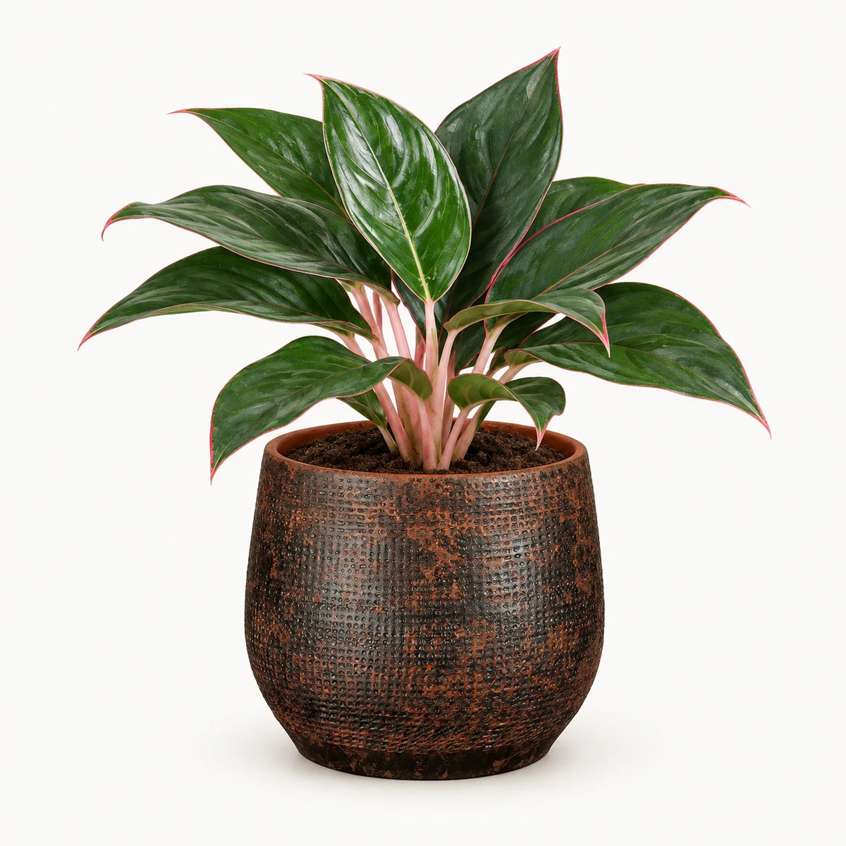 Aglaonema 'Misterio' 13cm + Enrique brown 14cm (1157585)