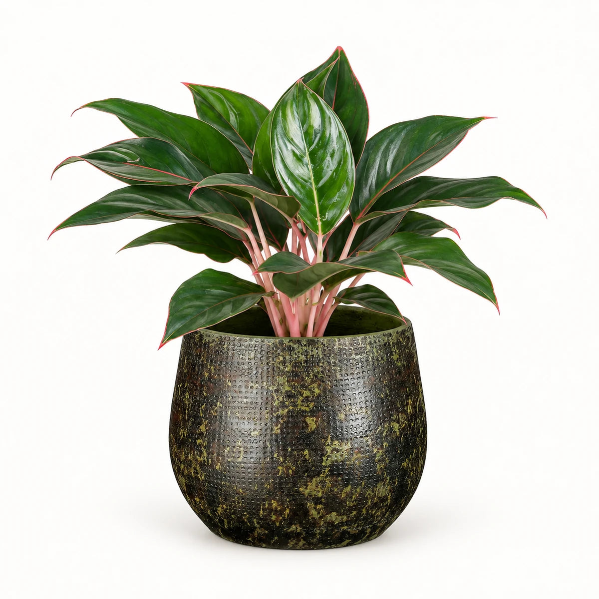Aglaonema 'Misterio' 13cm + Enrique green 14cm (1157594)