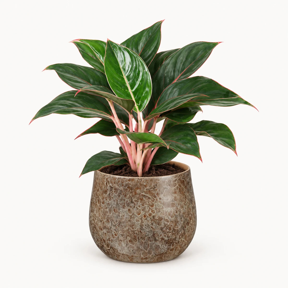 Aglaonema 'Misterio' 13cm + Oliver brown 16cm (1074549)