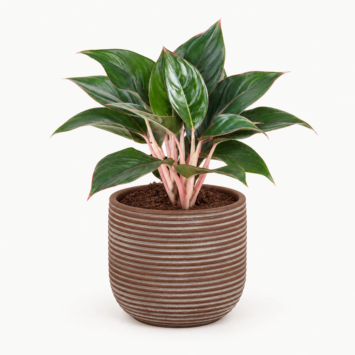 Aglaonema 'Misterio' 13cm + Samuel brown 14cm (1176186)