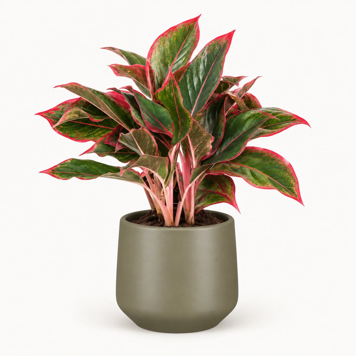 Aglaonema 'Siam Red' 13cm + Amber green matt 13cm (1097324)