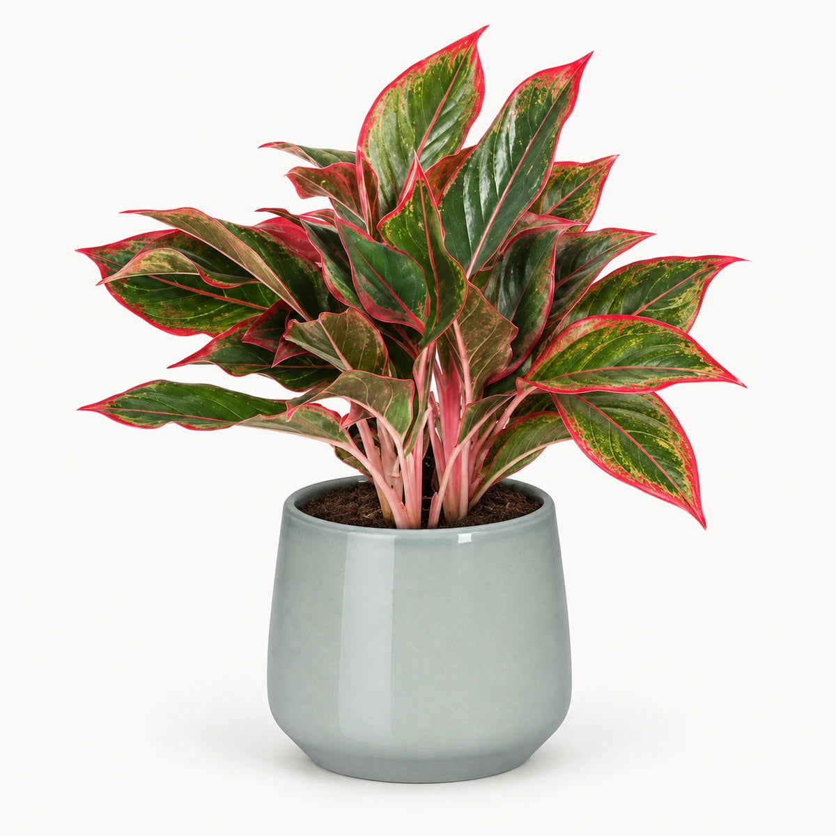 Aglaonema 'Siam Red' 13cm + Amber light grey 13cm (1167583)