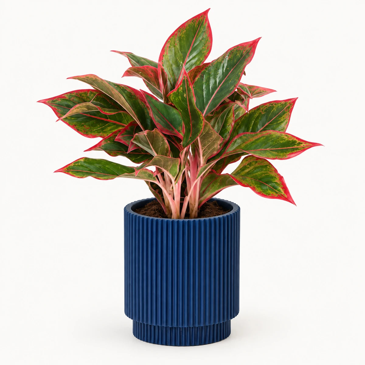 Aglaonema 'Siam Red' 13cm + Capi Vase cylinder groove dark blue 15cm (BGVDB313)