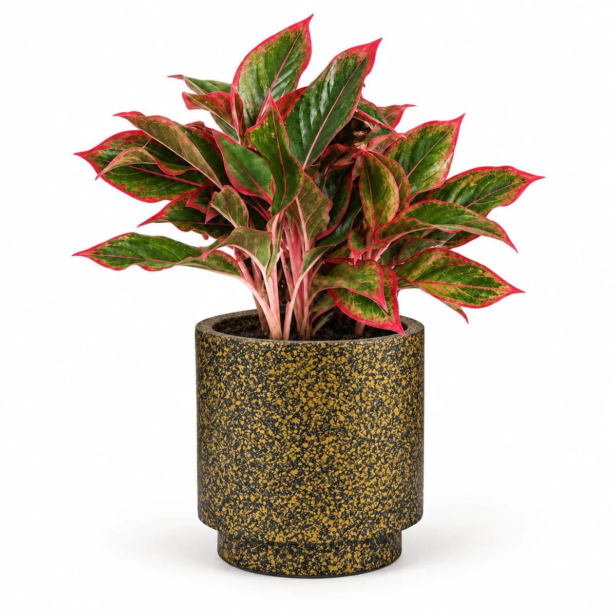 Aglaonema 'Siam Red' 13cm + Capi Vase cylinder Terrazzo gold 15cm (BTZG313)