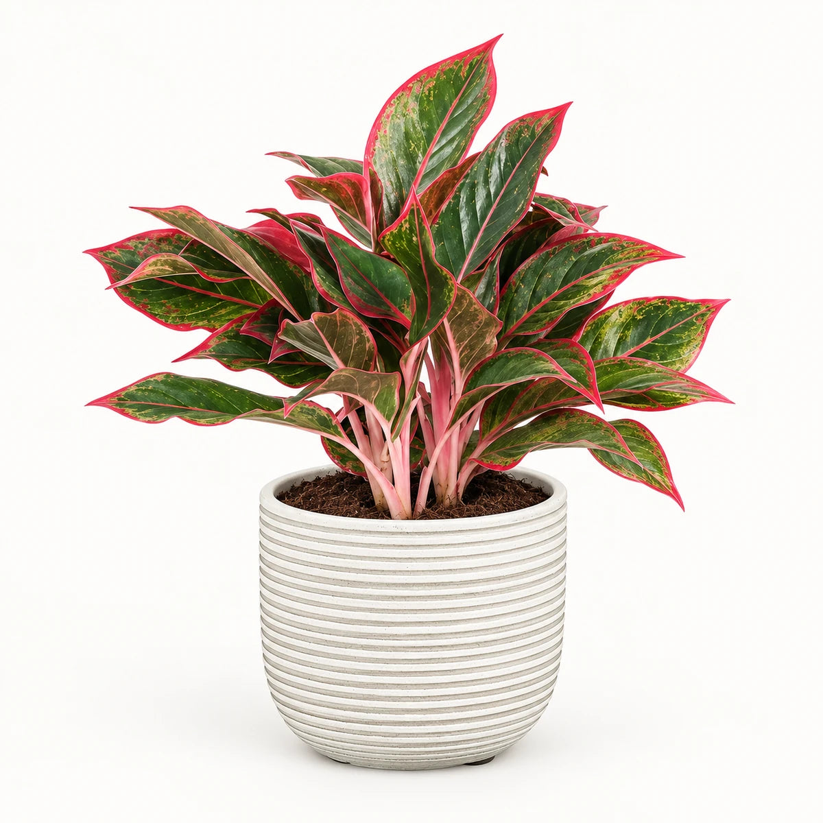 Aglaonema 'Siam Red' 13cm + Samuel white 14cm (1176174)