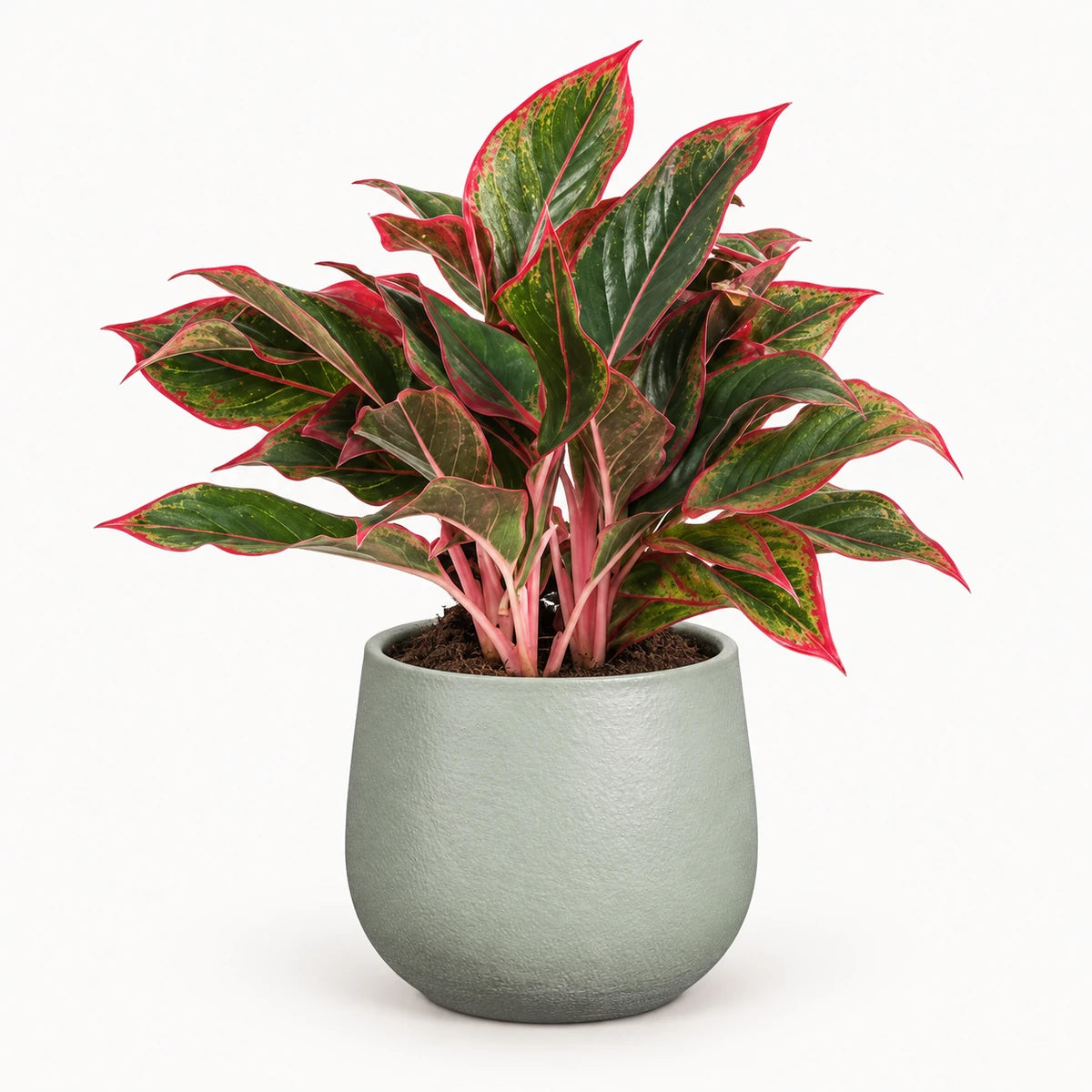 Aglaonema 'Siam Red' 13cm + Sevilla grey 13.5cm (1175802)