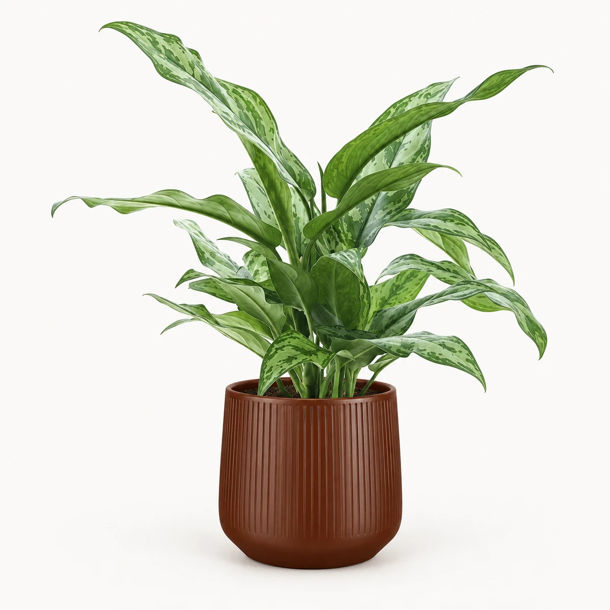Aglaonema 'Silver Queen' 14cm + Amber d. brown vertical 15cm (1133757)