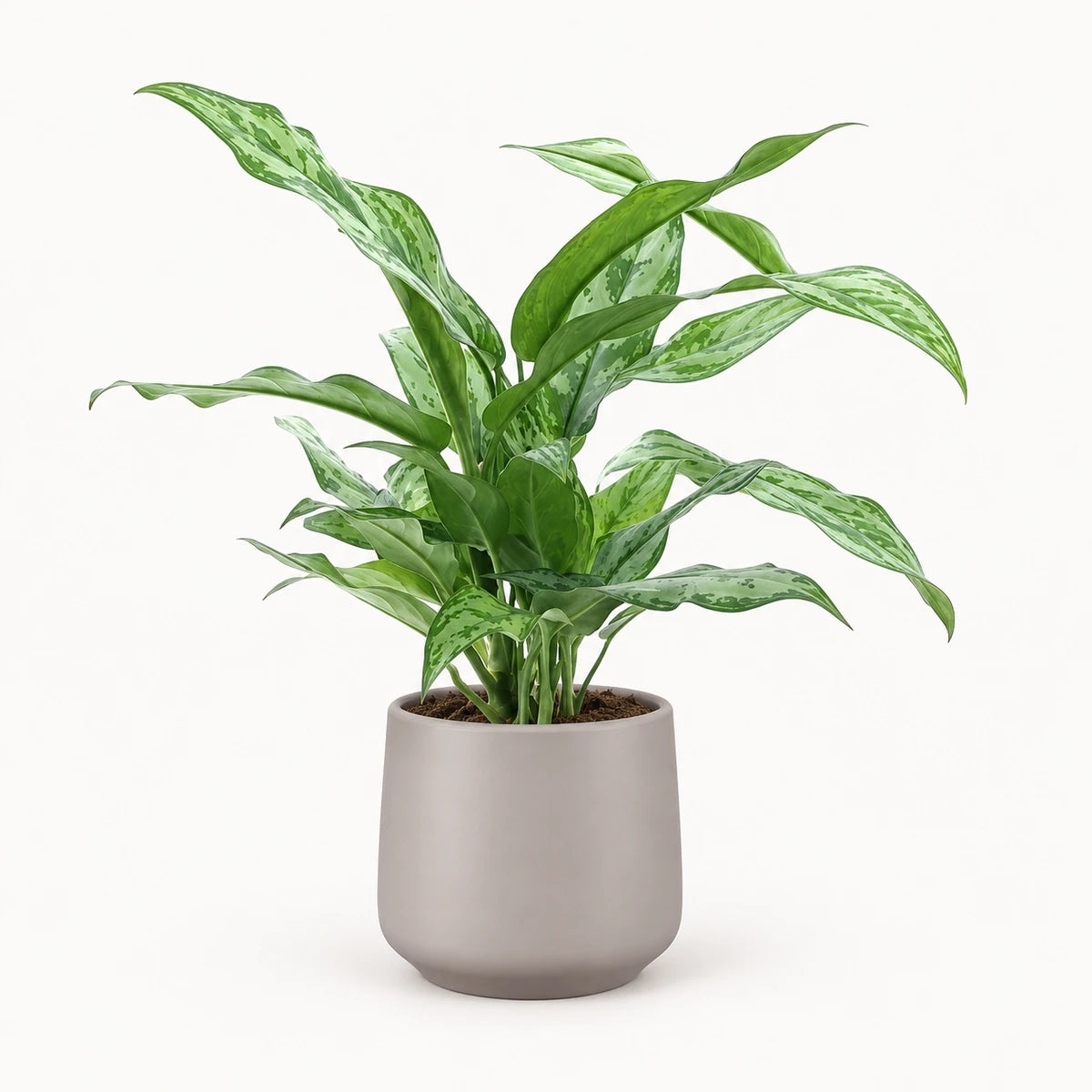 Aglaonema 'Silver Queen' 14cm + Amber taupe matt 15cm (1087666)