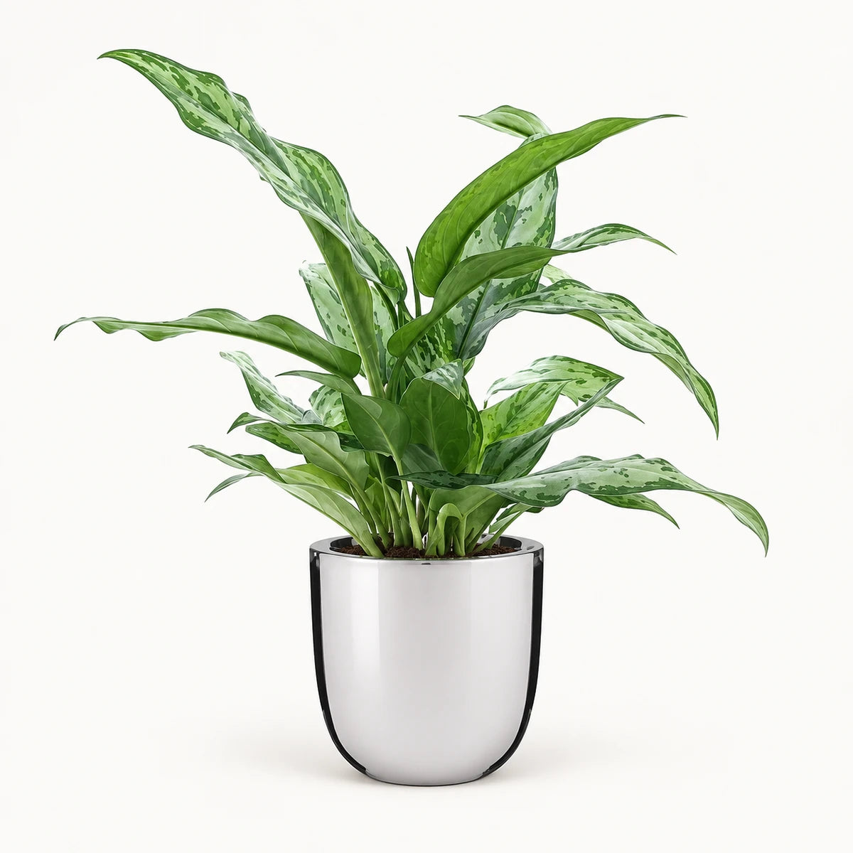 Aglaonema 'Silver Queen' 14cm + Chaz silver 15.5cm (116702)