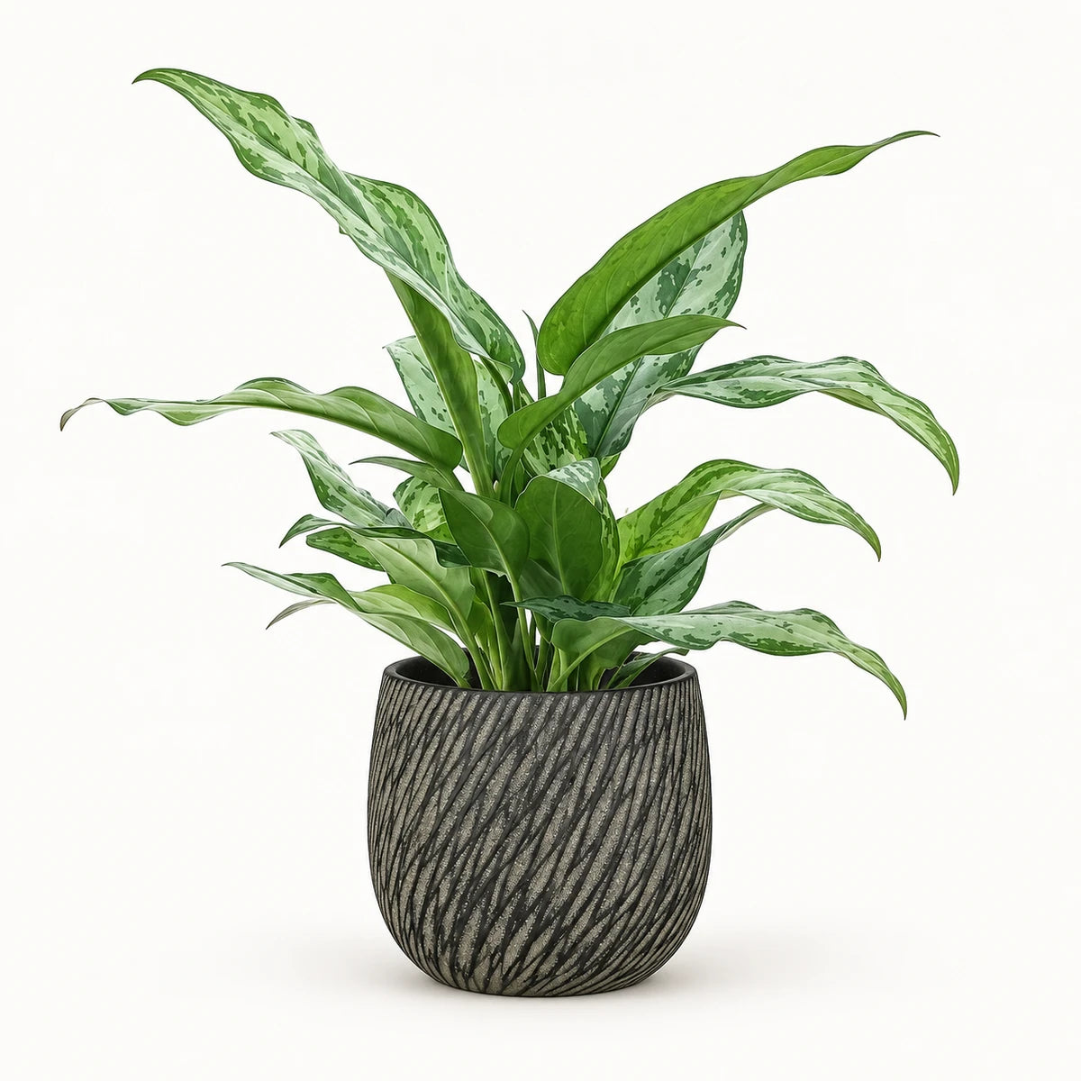 Aglaonema 'Silver Queen' 14cm + Elio anthracite 14.5cm (1163963)