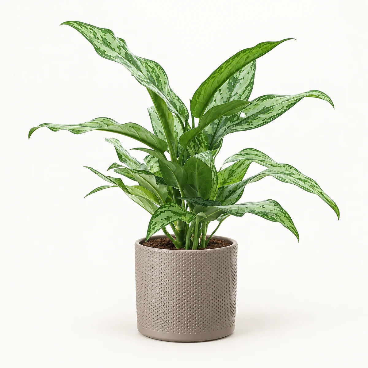 Aglaonema 'Silver Queen' 14cm + Era taupe relief 15.5cm (1051629)