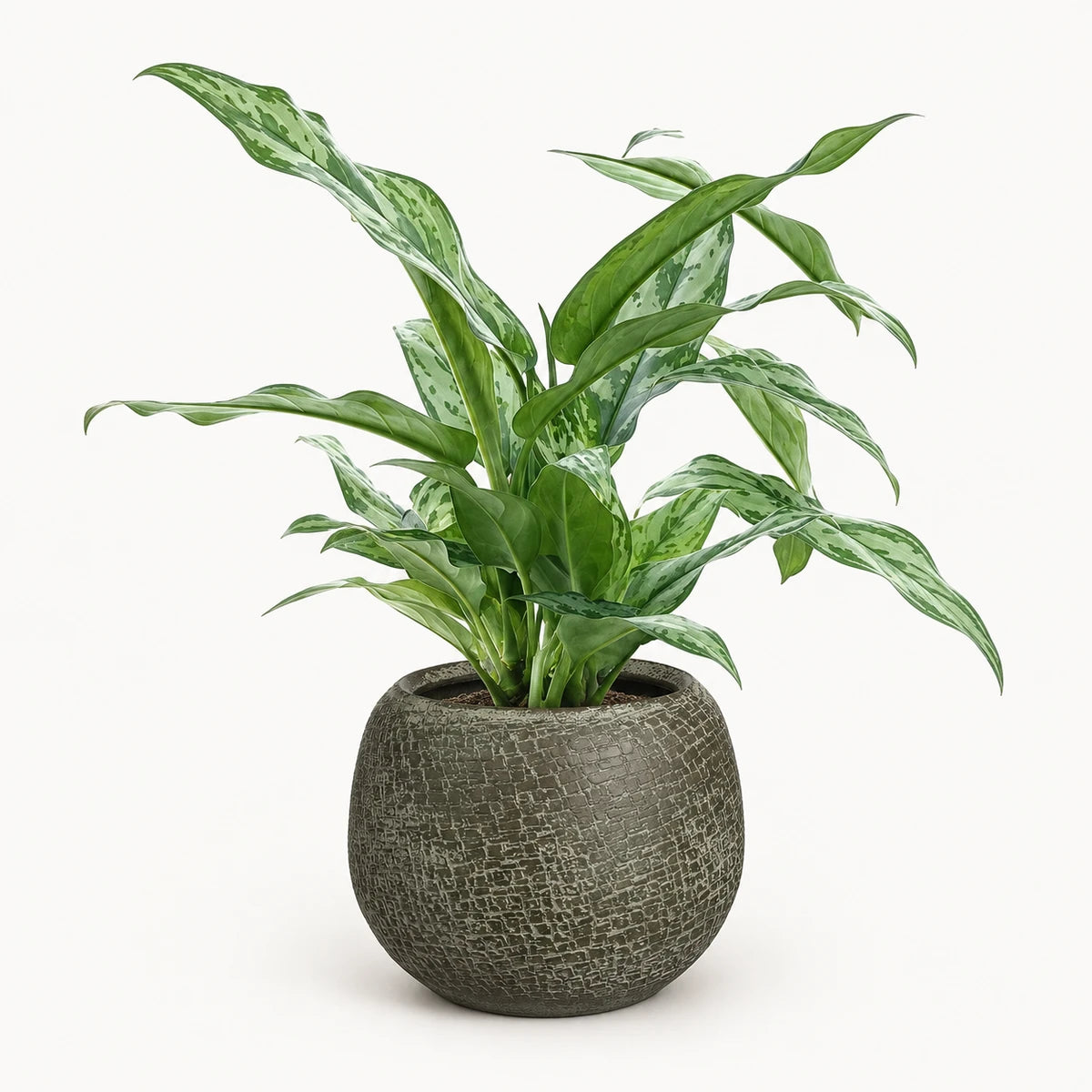 Aglaonema 'Silver Queen' 14cm + Raquel green 19cm