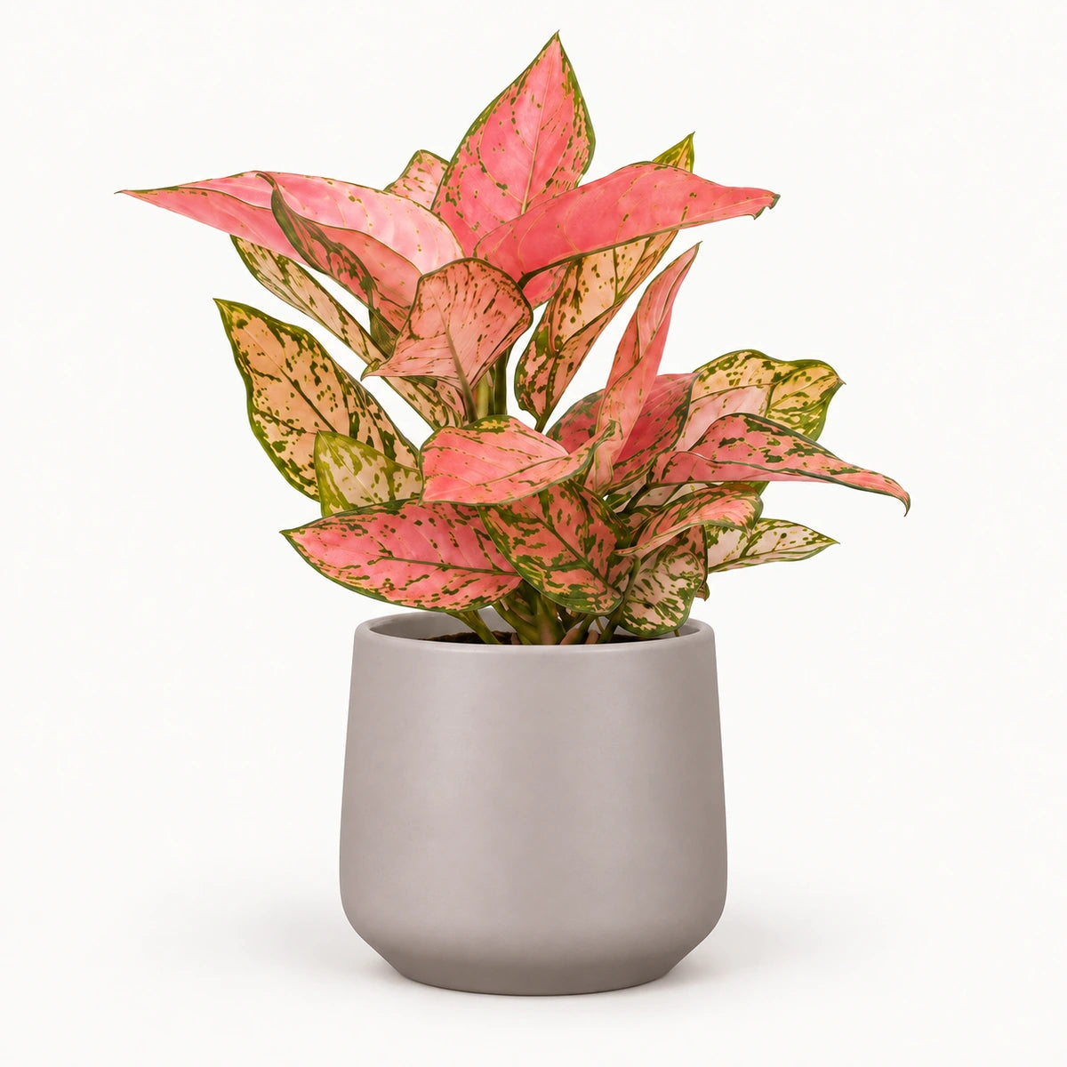 Aglaonema 'Valentine' 12cm + Amber taupe matt 13cm