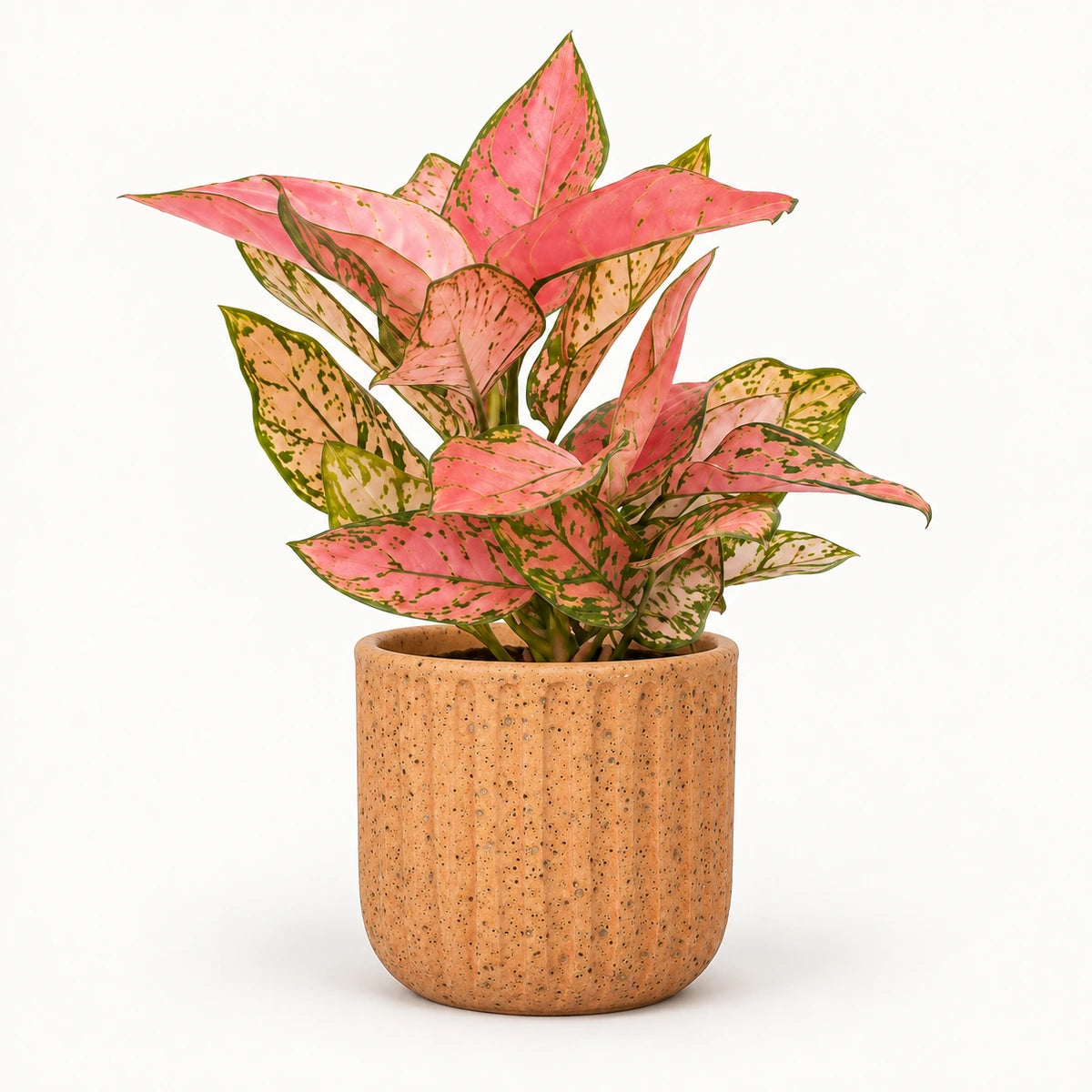 Aglaonema 'Valentine' 12cm + Dante l. brown 14cm