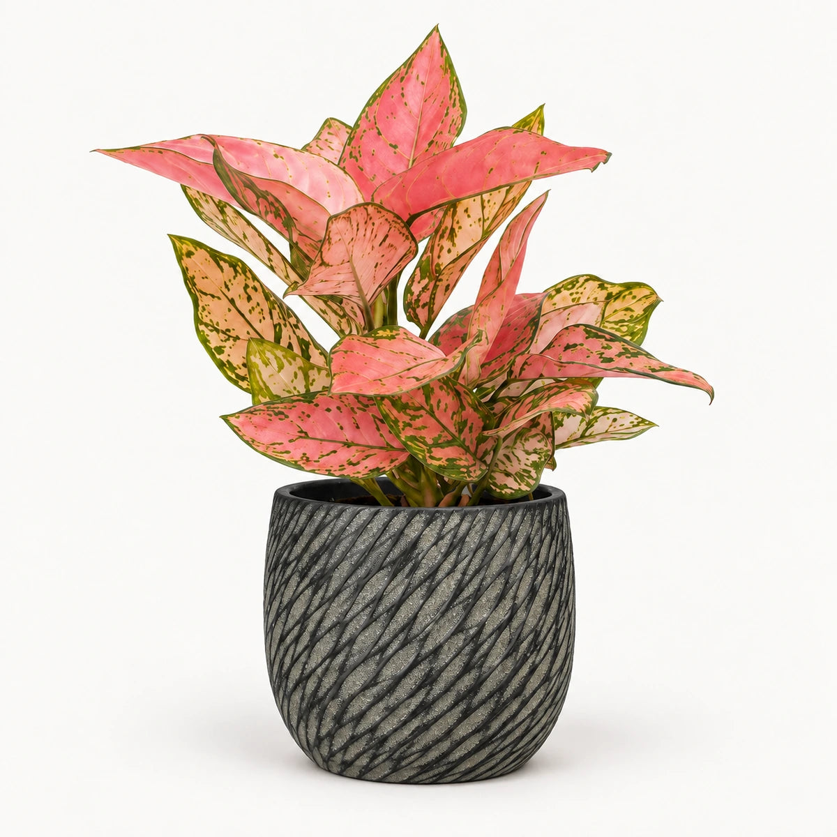 Aglaonema 'Valentine' 12cm + Elio anthracite 12.5cm