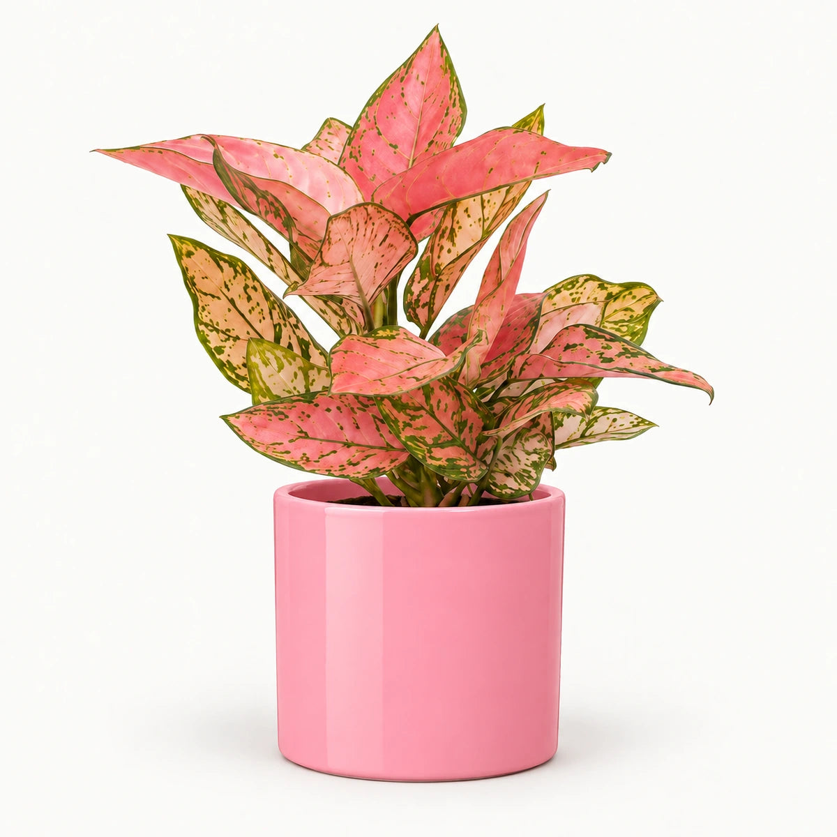 Aglaonema 'Valentine' 12cm + Era pink 12cm
