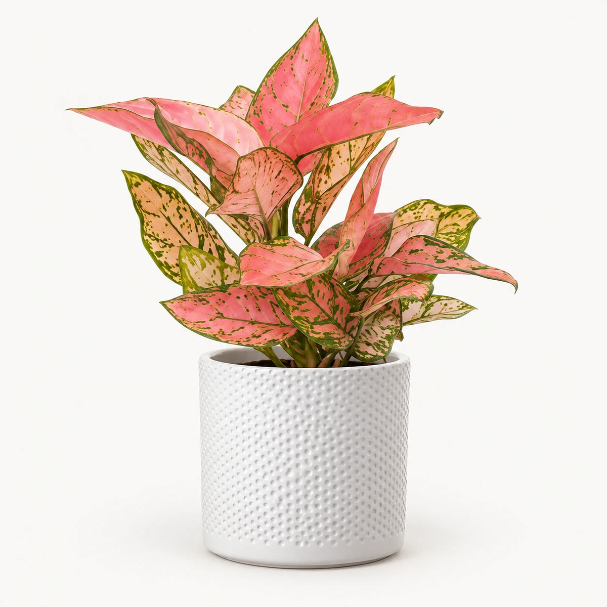 Aglaonema 'Valentine' 12cm + Era white relief 14cm