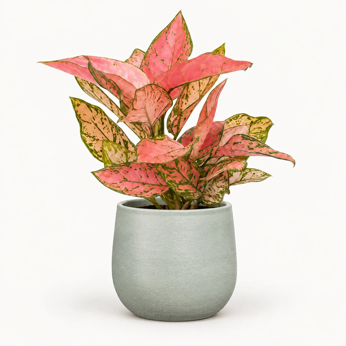 Aglaonema 'Valentine' 12cm + Sevilla grey 12.5cm