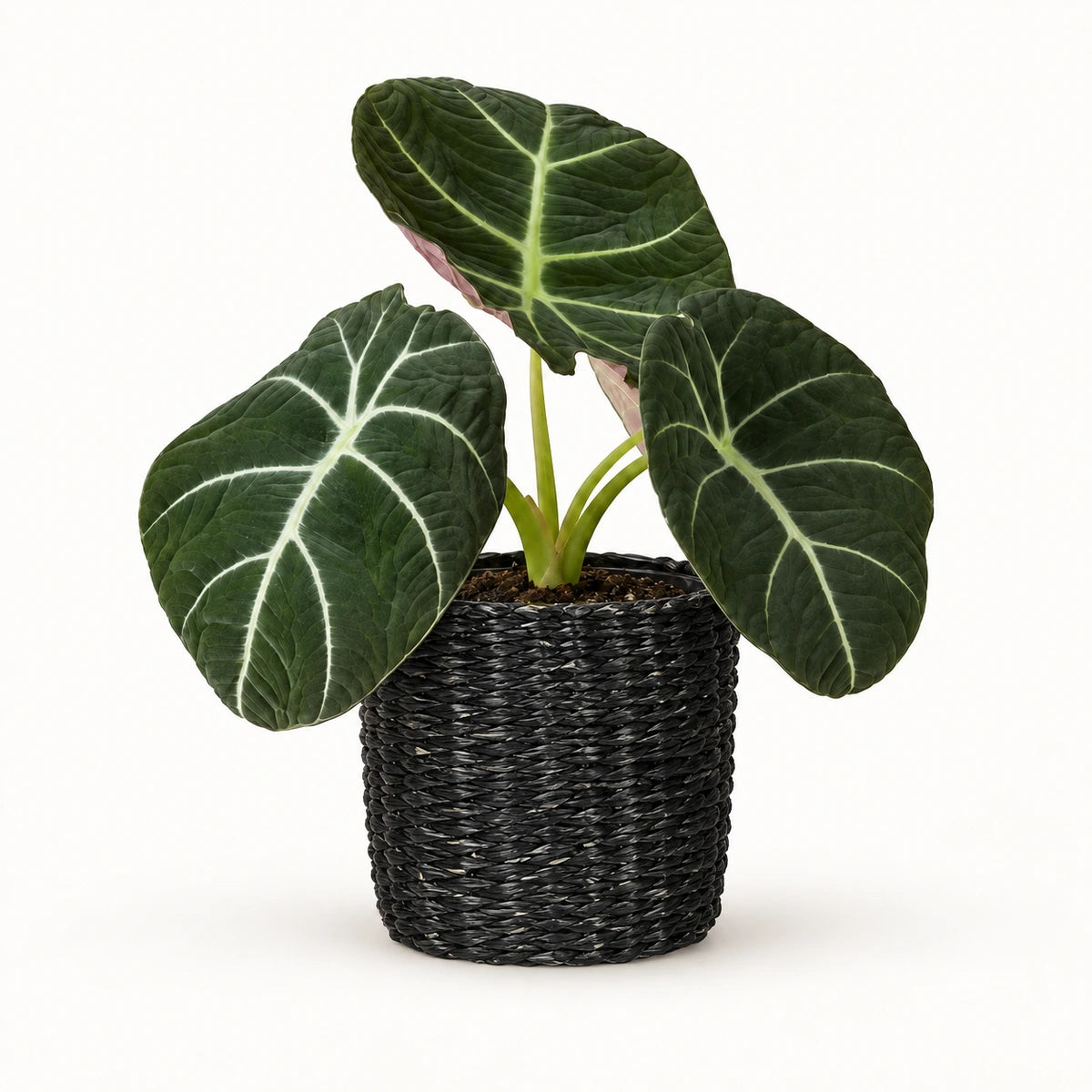 Alocasia 'black velvet' 12cm + Alexis black 13cm (1102736) — 3