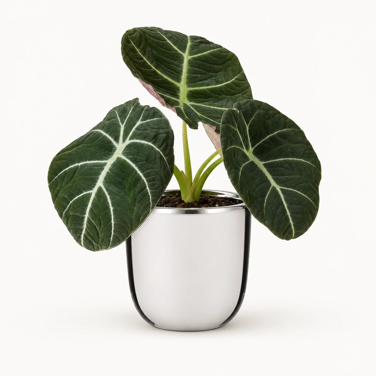 Alocasia 'black velvet' 12cm + Chaz silver 13.5cm (116701)