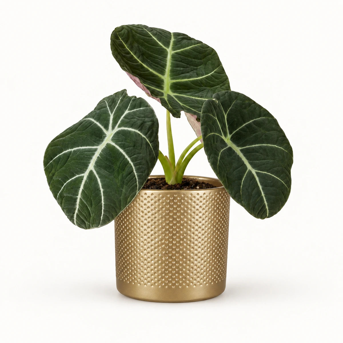 Alocasia 'black velvet' 12cm + Era gold relief 14cm (1059868)