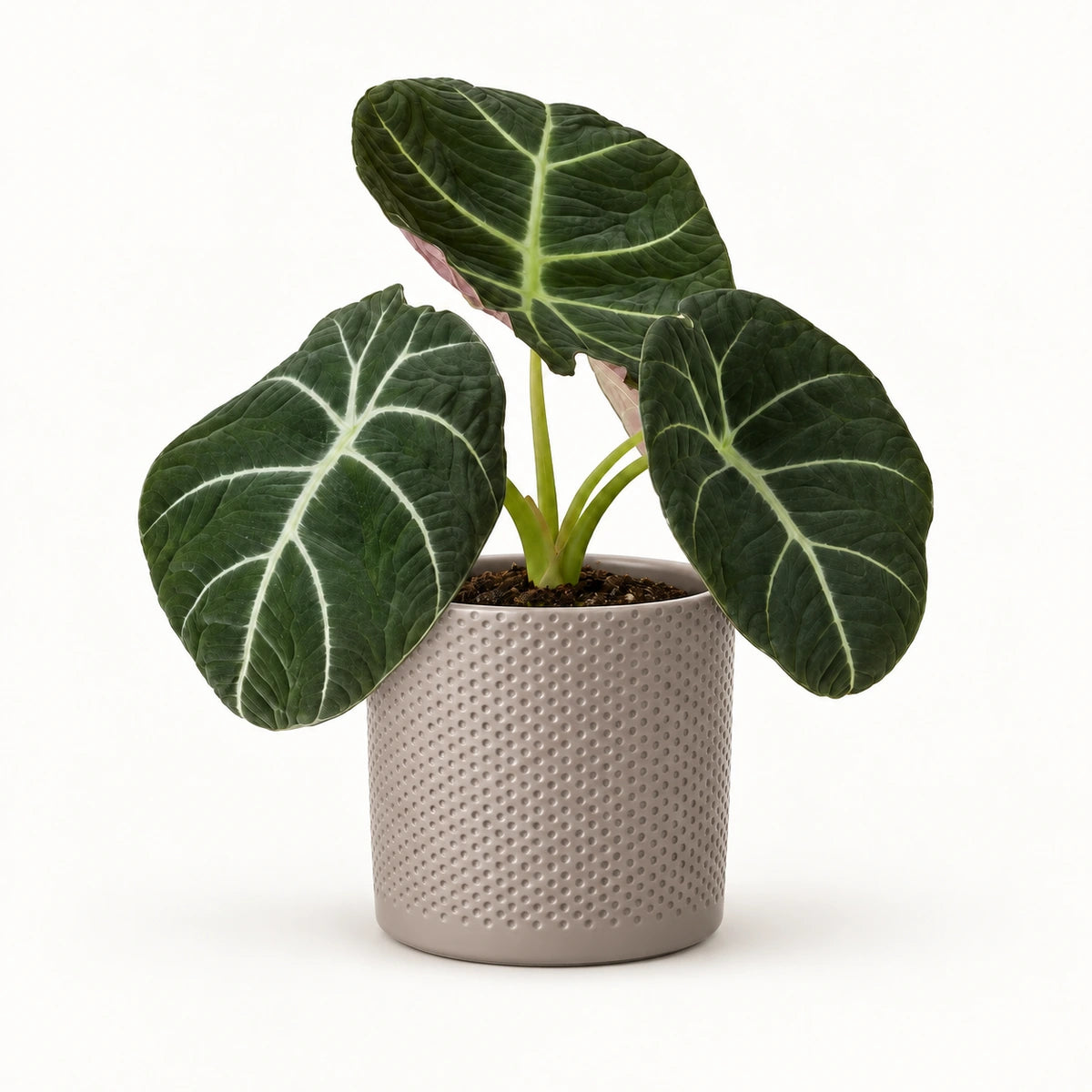 Alocasia 'black velvet' 12cm + Era taupe relief 14cm (1051628)