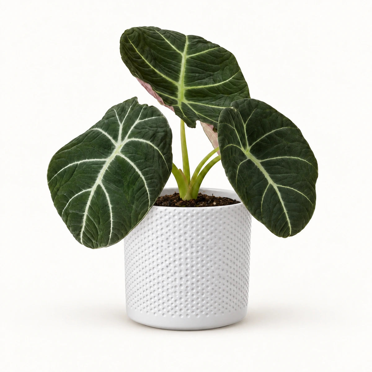 Alocasia 'black velvet' 12cm + Era white relief 14cm (1051623)