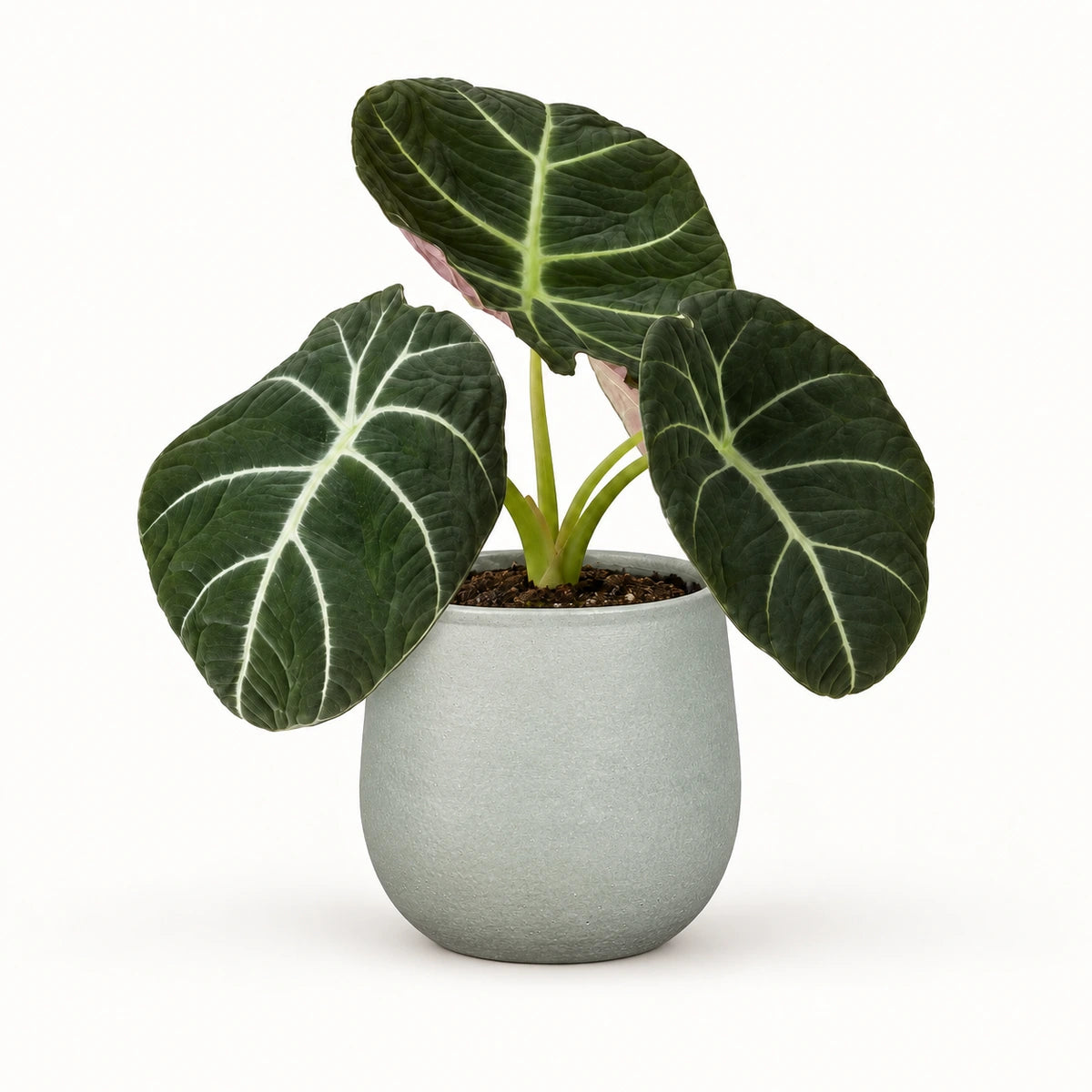 Alocasia 'black velvet' 12cm + Sevilla grey 12.5cm (1175801)