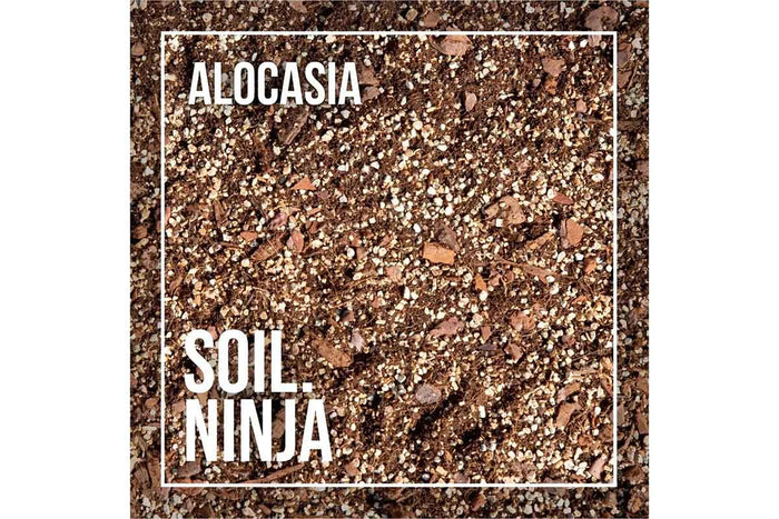 Soil Ninja® Alocasia Premium Blend 2.5lt