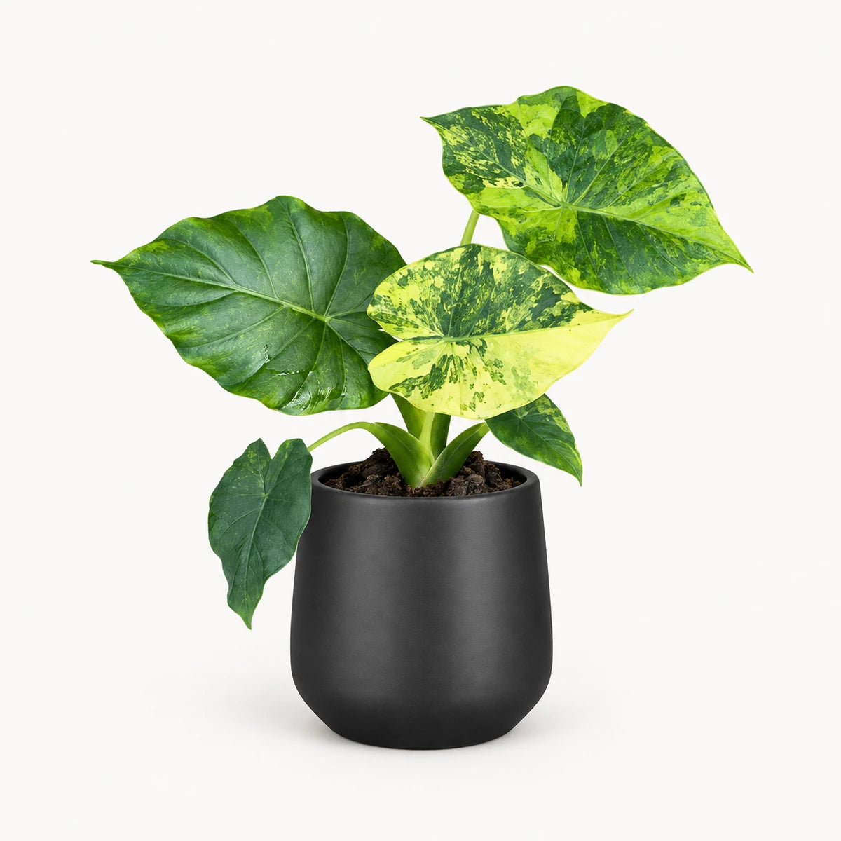 Alocasia gageana 'Variegata' 9cm + Amber dark grey matt 9cm (1087667)