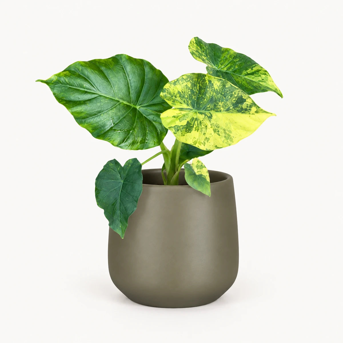 Alocasia gageana 'Variegata' 9cm + Amber green matt 8.5cm (1087670)