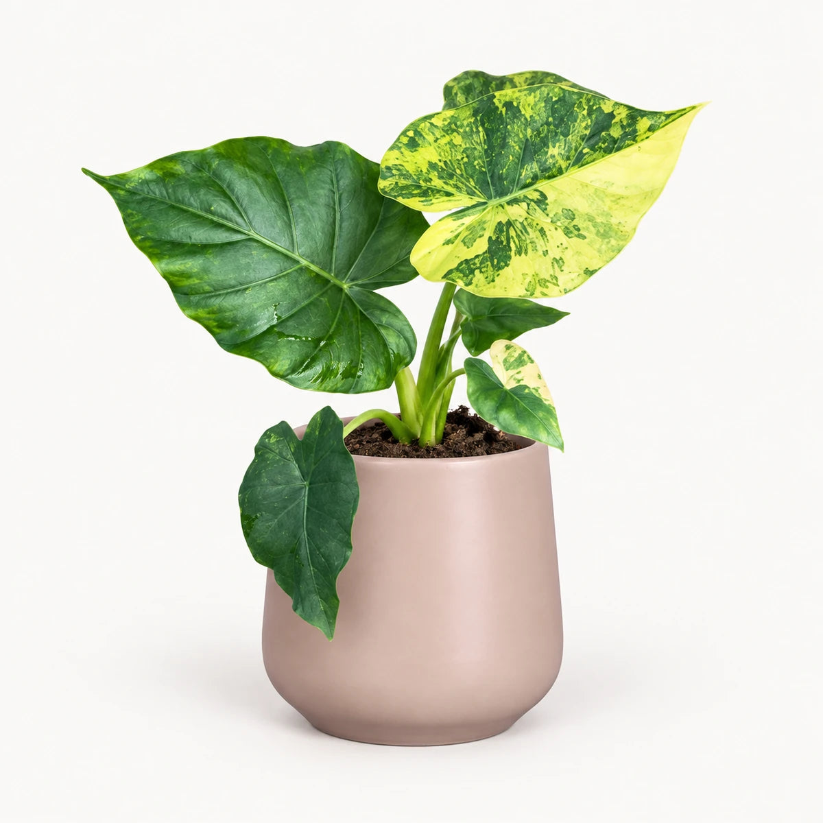 Alocasia gageana 'Variegata' 9cm + Amber l. pink matt 8.5cm (1094376)