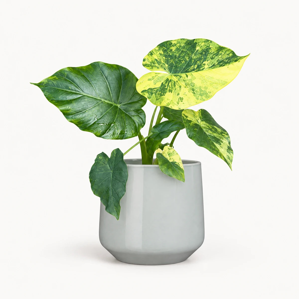 Alocasia gageana 'Variegata' 9cm + Amber light grey 9cm (1167581)